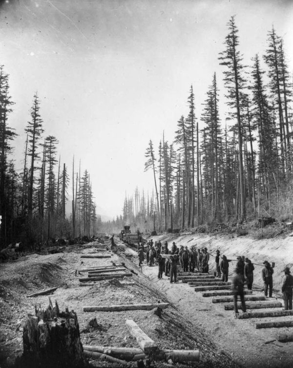 Men work building a railway line through tall evergreen trees