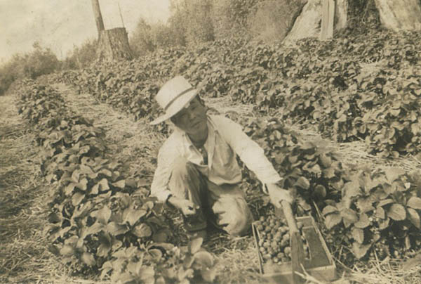 Man in a wide-brim hat squats to pick strawberries.