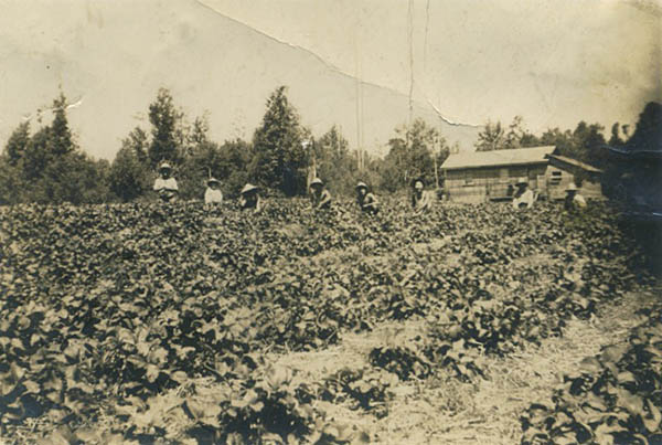 Pickers in cone-shaped straw hats stand in a field picking berries.