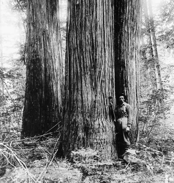 Man stands in front of several large old-growth red cedars.