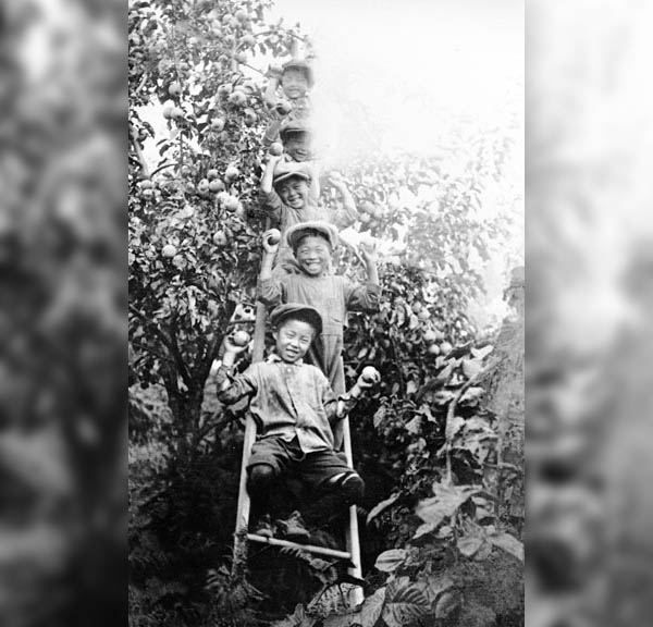 Boys on a ladder next to a tree smiling and holding apples.