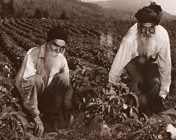 Two men wearing turbans kneel in a potato crop.