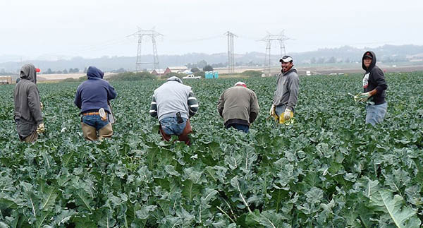 Six farm workers labour in a field picking crops.